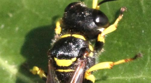 Réf. 348 050 : Ectemnius cephalotes